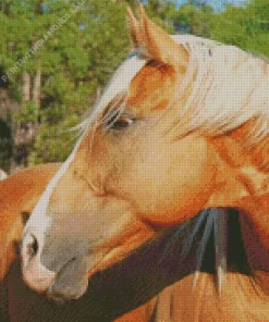 Palomino Horse Head Diamond Painting