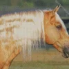 Palomino Horse With Blonde Hair Diamond Painting