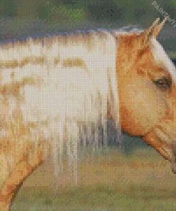 Palomino Horse With Blonde Hair Diamond Painting