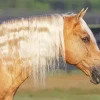 Palomino Horse With Blonde Hair Diamond Painting
