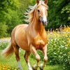 Palomino In Flower Field Diamond Painting