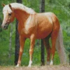 Palomino Pony Diamond Painting
