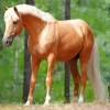 Palomino Pony Diamond Painting