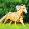 Palomino Running In A Field Diamond Painting