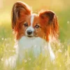 Papillon Diamond Painting