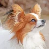 Papillon Dog Diamond Painting
