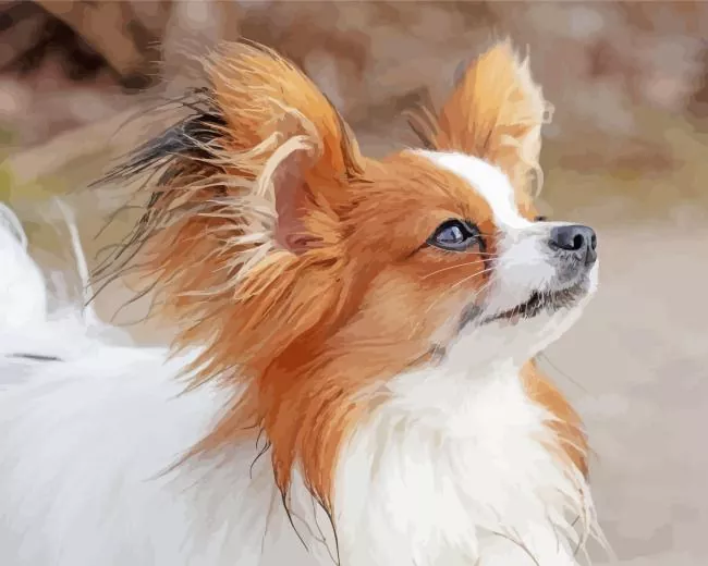 Papillon dog Diamond By Numbers Papillon Dog Diamond Painting