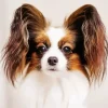 Papillon Dog Diamond Painting