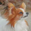 Papillon Dog Diamond Painting