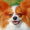 Papillon Dog Face Diamond Painting