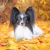 Papillon Dog In Autumn Leaves Diamond Painting