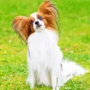Papillon Dog With Brown Hair Diamond Painting