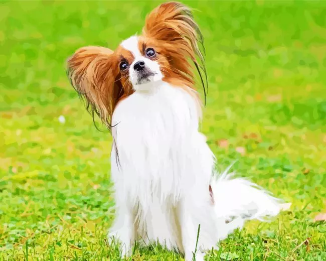 Papillon dog with brown hair Diamond By Numbers Papillon Dog With Brown Hair Diamond Painting