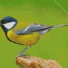 Parus Bird Diamond Painting