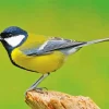 Parus Bird Diamond Painting