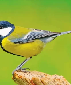 Parus Bird Diamond Painting