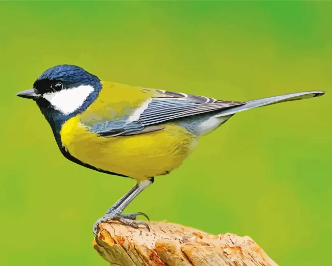 Parus Bird Diamond With Numbers Parus Bird Diamond Painting