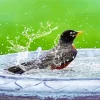 Parus Bird Bath Diamond Painting