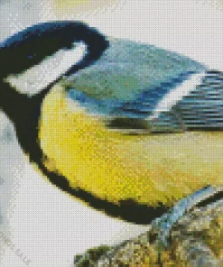 Parus Bird Close Up Diamond Painting