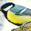 Parus Bird Close Up Diamond Painting