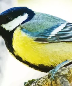 Parus Bird Close Up Diamond Painting