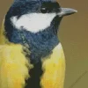 Parus Bird Head Diamond Painting