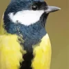 Parus Bird Head Diamond Painting