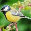 Parus Bird On A Tree Branch Diamond Painting