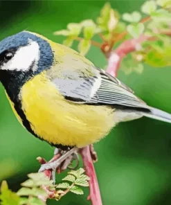 Parus Bird On A Tree Branch Diamond Painting