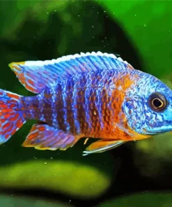 Peacock Cichlid Fish Diamond Painting