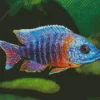 Peacock Cichlid Fish Diamond Painting