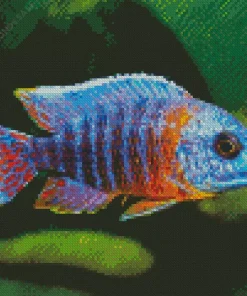 Peacock Cichlid Fish Diamond Painting