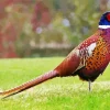 Pheasant Diamond Painting