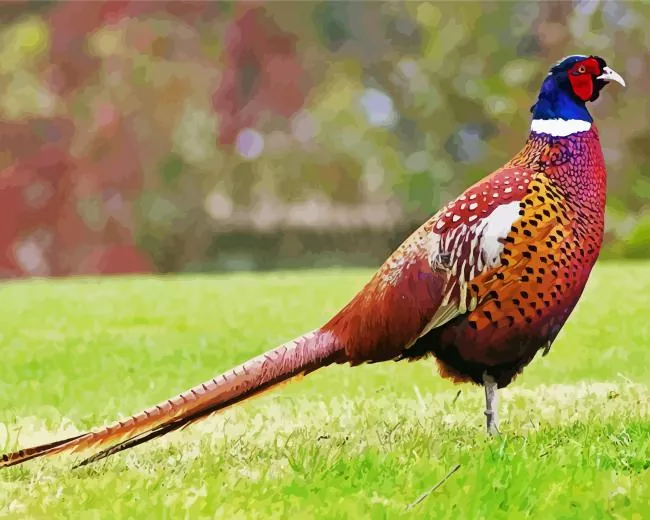 Pheasant Diamond By Numbers Pheasant Diamond Painting