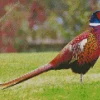 Pheasant Diamond Painting