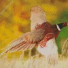 Pheasant Bird Diamond Painting