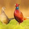 Pheasant Birds Couple Diamond Painting