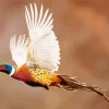 Pheasant Flying Diamond Painting