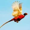 Pheasant Flying Bird Diamond Painting