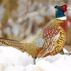 Pheasant In Snow Diamond Painting
