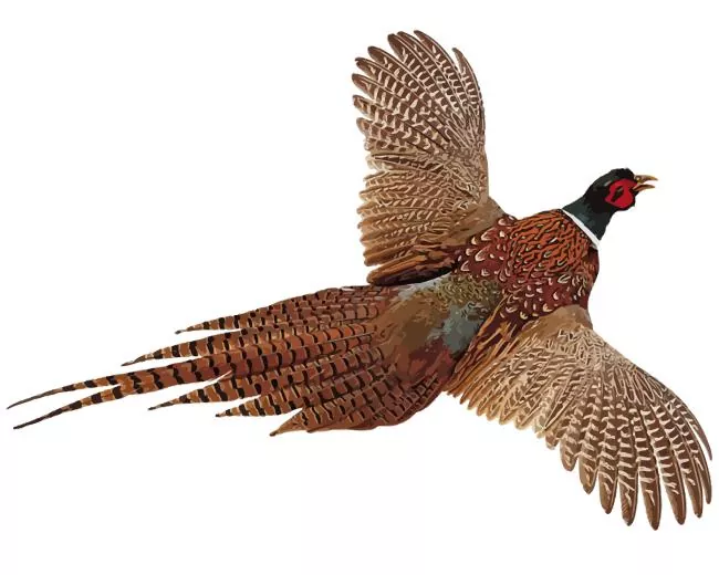 Pheasant with big wings Diamond By Numbers Pheasant With Big Wings Diamond Painting