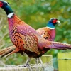 Pheasants Diamond Painting