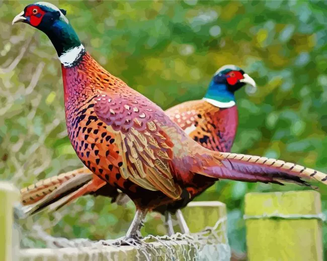 Pheasants Diamond By Numbers Pheasants Diamond Painting