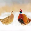 Pheasants Couple In Snow Diamond Painting