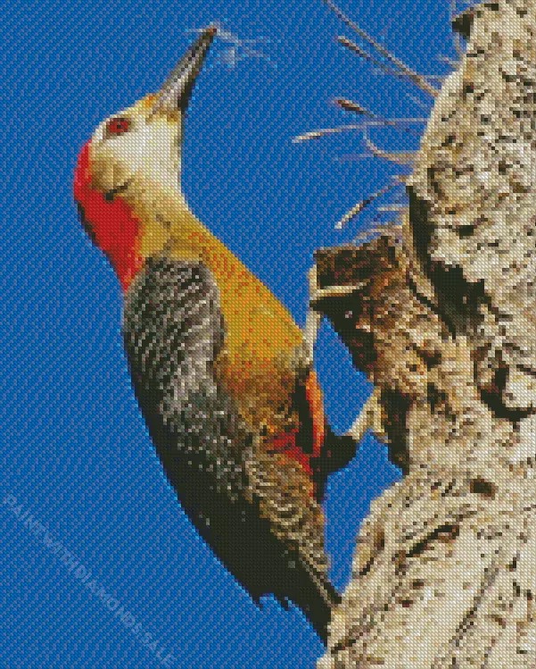 Picinae Diamond By Numbers Picinae Diamond Painting