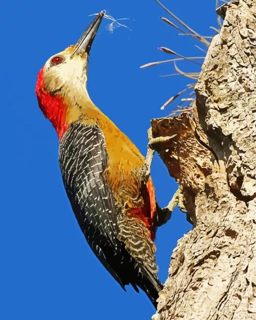 Picinae Diamond Paints Picinae Diamond Painting