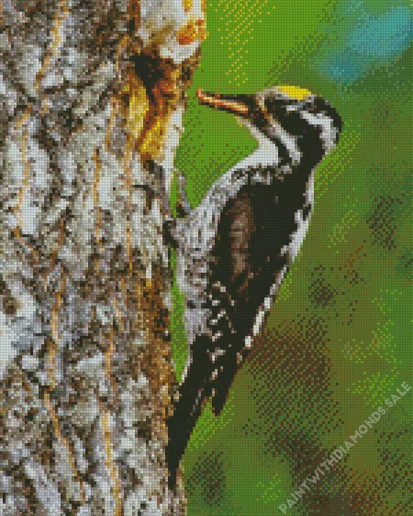 Picoides Diamond By Numbers Picoides Diamond Painting