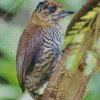 Piculet Diamond Painting