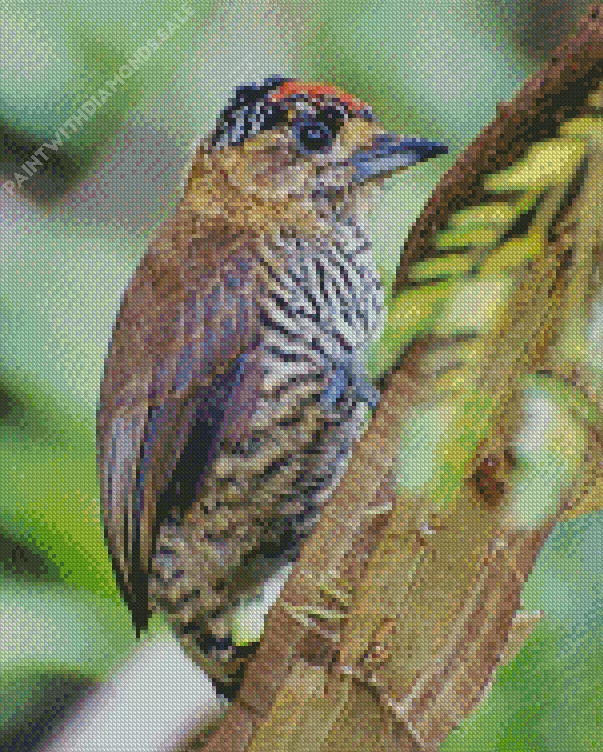 Piculet Diamond By Numbers Piculet Diamond Painting