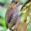 Piculet Diamond Painting